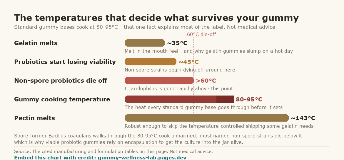 A temperature chart of gummy-supplement ingredients, drawn as horizontal bars. Gelatin melts around 35 degrees Celsius (the melt-in-the-mouth feel, and why gelatin gummies slump on a hot day). Non-spore probiotics start losing viability around 45 degrees Celsius. Non-spore probiotics die off rapidly above 60 degrees Celsius (Lactobacillus acidophilus dies off rapidly above this point). Standard gummy cooking temperature is 80 to 95 degrees Celsius (the heat standard gummy bases go through before they set). Pectin melts around 143 degrees Celsius (robust enough to skip the temperature-controlled shipping some gelatin gummies need). Because the 80 to 95 degree cook sits above the 60 degree die-off line, most named non-spore probiotic strains cannot survive it without encapsulation; the spore-former Bacillus coagulans is one exception. Not medical advice.